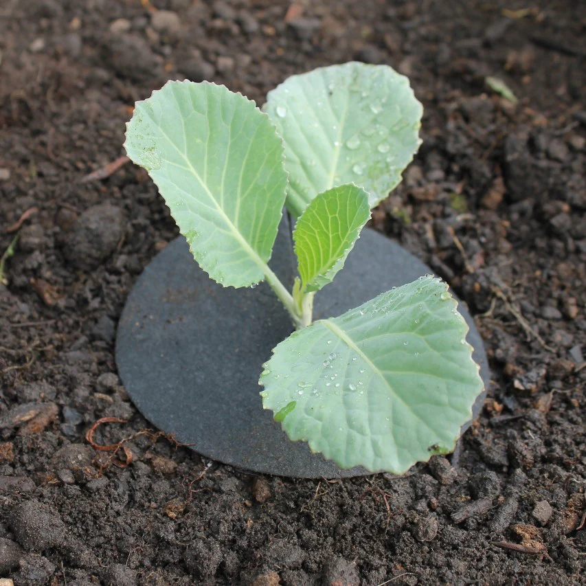 Gardening Naturally cabbage collars - Image 3