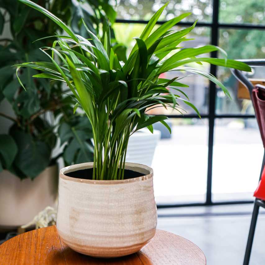 Como plant pot - ivory - Image 3
