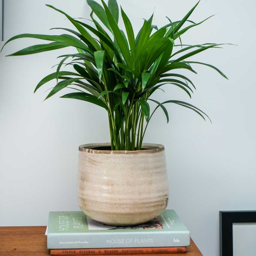 Como plant pot - ivory - Image 4