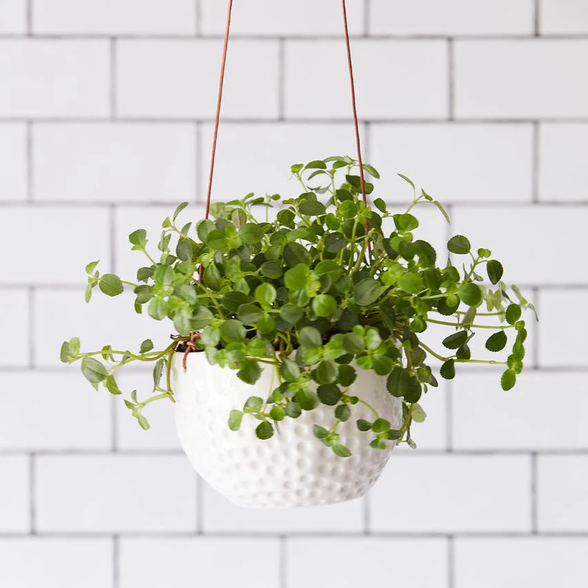 'Dot' hanging pot - Image 3
