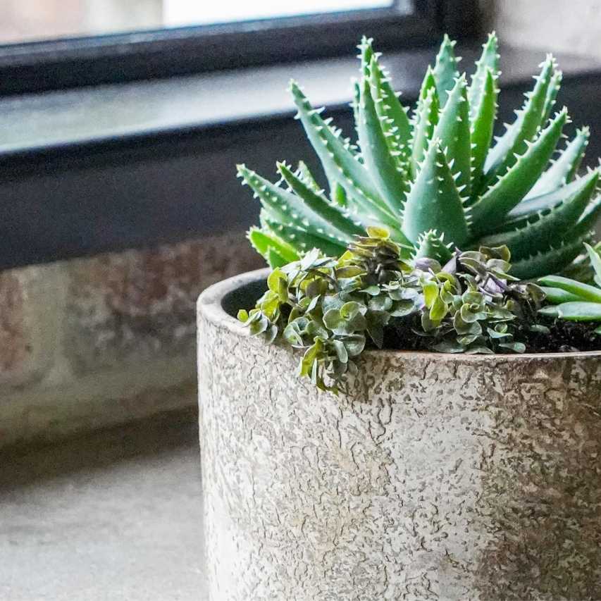 Handthrown terracotta plant bowl - aged bark - Image 5