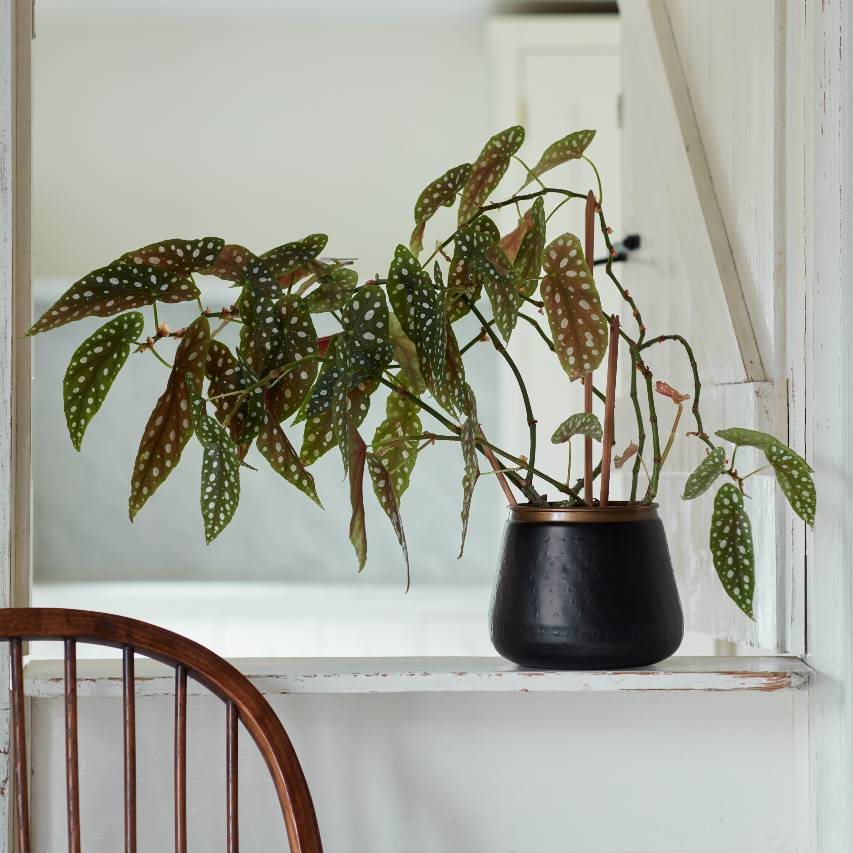 Sahara Sunset metal plant pot - Image 5